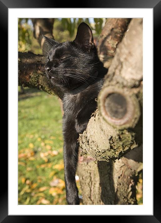 Black cat lazing in tree Framed Mounted Print by Ian Middleton
