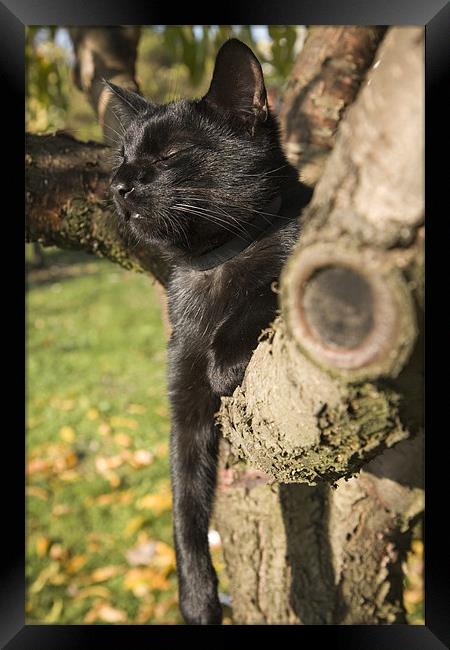 Black cat lazing in tree Framed Print by Ian Middleton