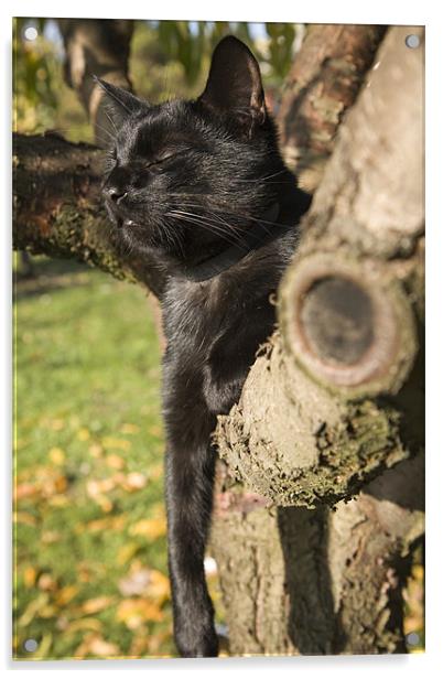 Black cat lazing in tree Acrylic by Ian Middleton