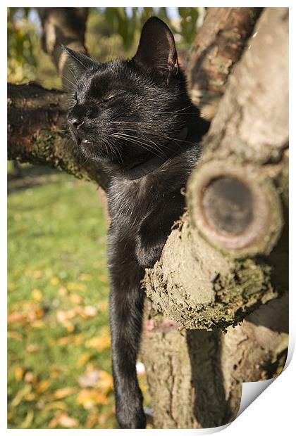 Black cat lazing in tree Print by Ian Middleton