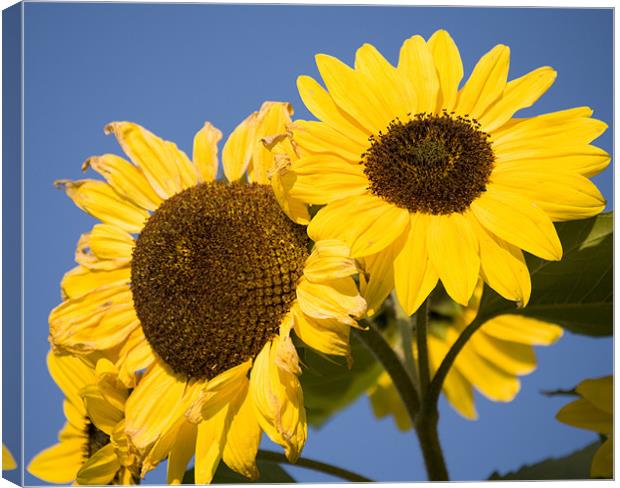 Sunflowers Canvas Print by Ian Middleton