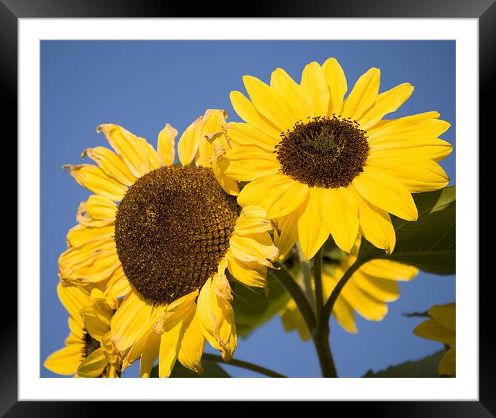 Sunflowers Framed Mounted Print by Ian Middleton