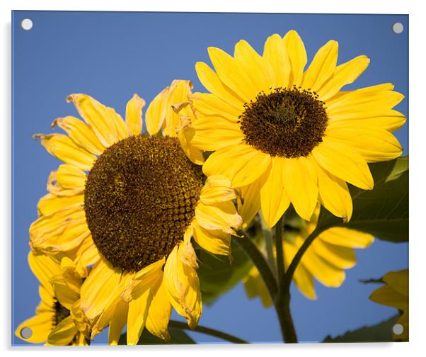 Sunflowers Acrylic by Ian Middleton