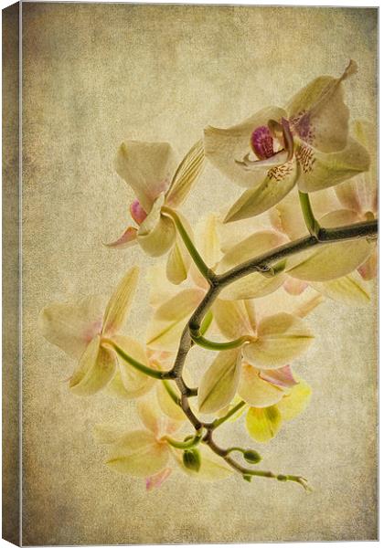 Orchid Textures Canvas Print by Ann Garrett