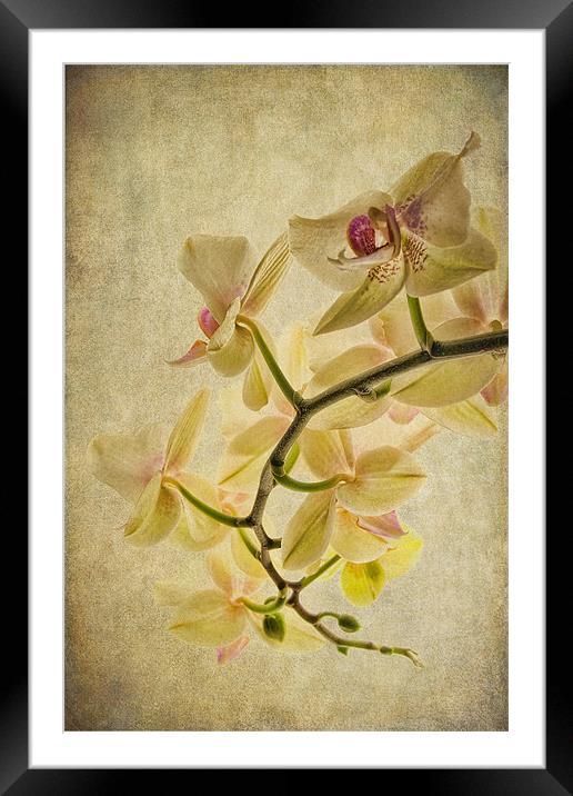 Orchid Textures Framed Mounted Print by Ann Garrett