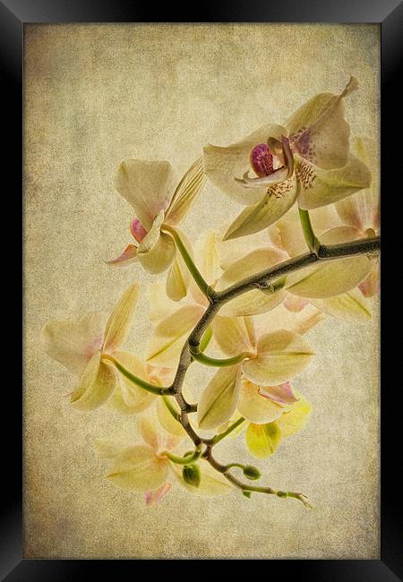 Orchid Textures Framed Print by Ann Garrett