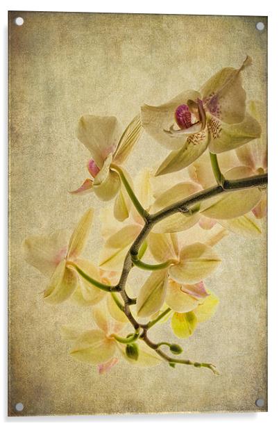 Orchid Textures Acrylic by Ann Garrett