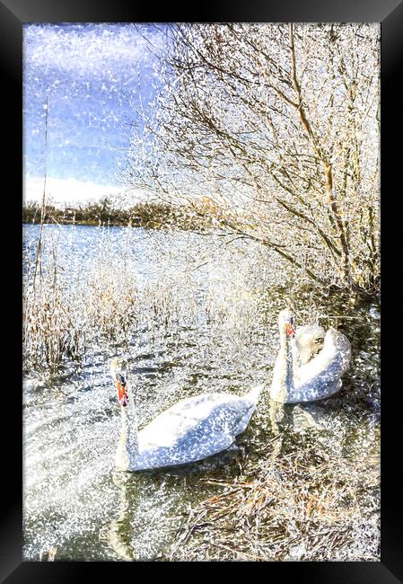 Snow Swans Art Framed Print by David Pyatt