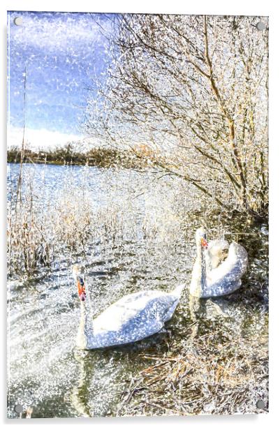 Snow Swans Art Acrylic by David Pyatt