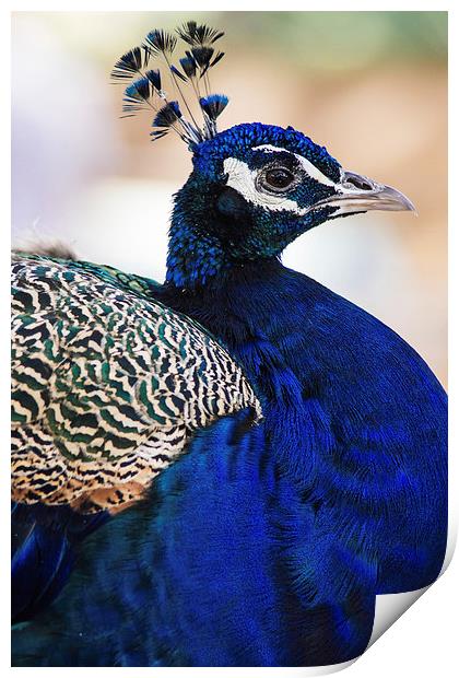 Elegant Peacock Portrait Print by Patrycja Polechonska