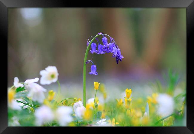  The Bluebell's world Framed Print by Ross Lawford