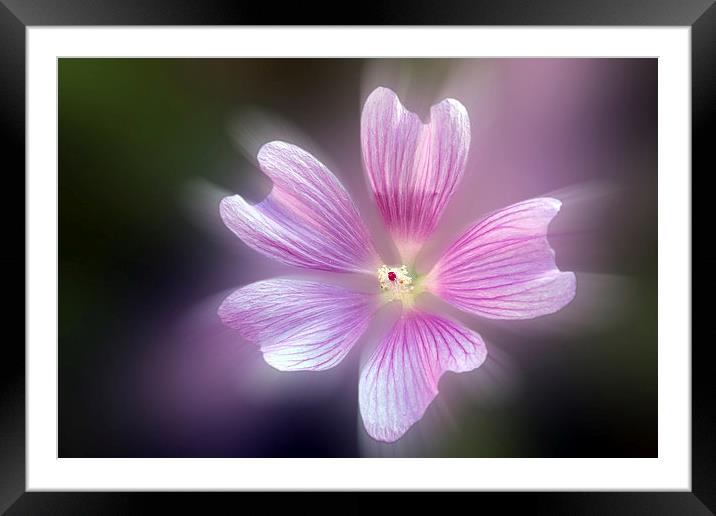  purple petals Framed Mounted Print by Marinela Feier