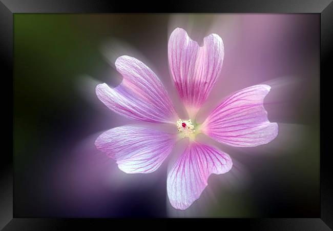  purple petals Framed Print by Marinela Feier