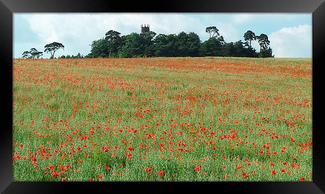 poppy field Framed Print by Raymond Partlett
