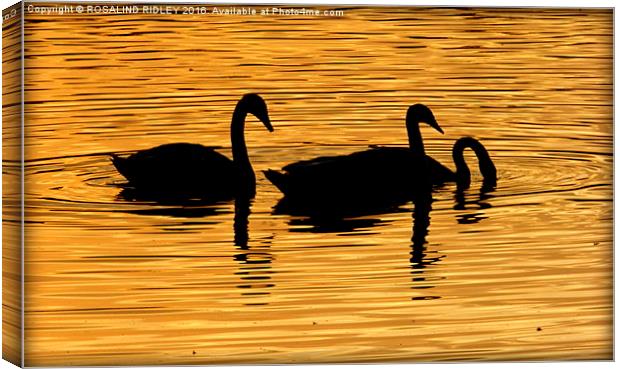  "SWANS IN THE SUNSET" Canvas Print by ROS RIDLEY