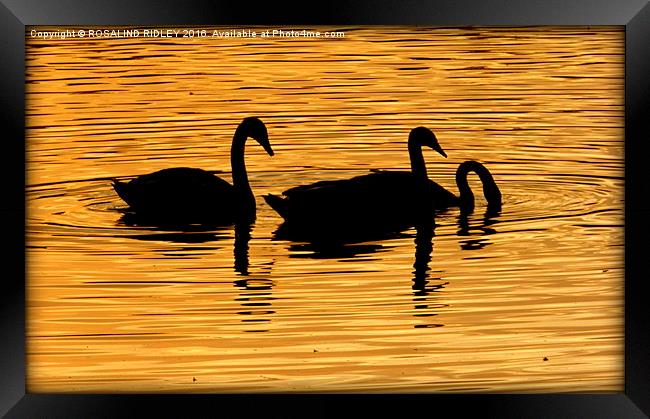  "SWANS IN THE SUNSET" Framed Print by ROS RIDLEY