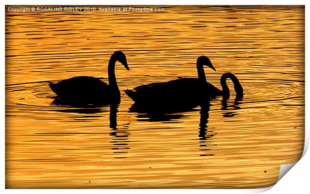  "SWANS IN THE SUNSET" Print by ROS RIDLEY