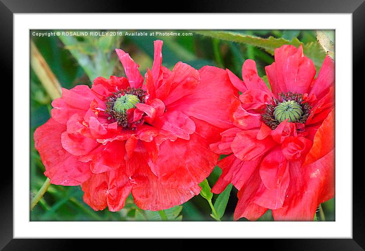  "POPPIES IN THE WILDFLOWER MEADOW" Framed Mounted Print by ROS RIDLEY