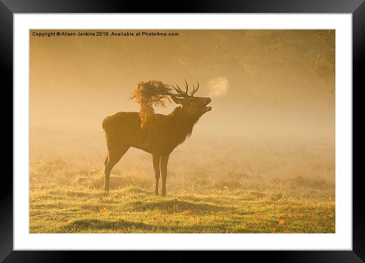  Morning Mist Deer Framed Mounted Print by Alison Jenkins