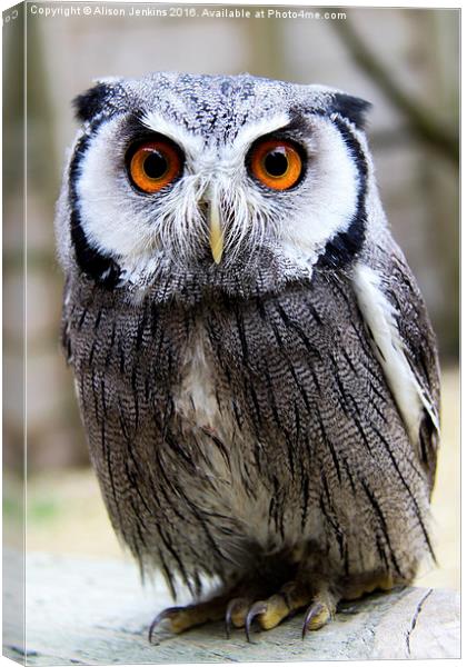  It's Rude to Stare - White Faced Owl Canvas Print by Alison Jenkins