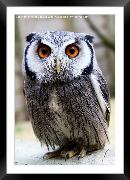  It's Rude to Stare - White Faced Owl Framed Mounted Print by Alison Jenkins