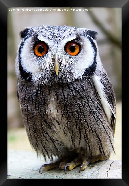  It's Rude to Stare - White Faced Owl Framed Print by Alison Jenkins