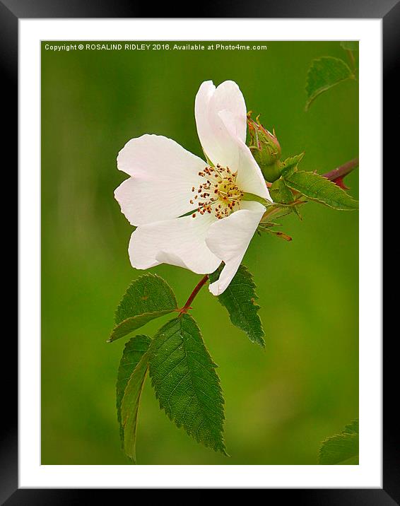 "DOG ROSE"  Framed Mounted Print by ROS RIDLEY