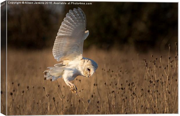  Hunting Barn Owl Canvas Print by Alison Jenkins