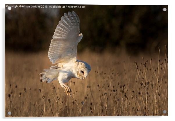 Hunting Barn Owl Acrylic by Alison Jenkins
