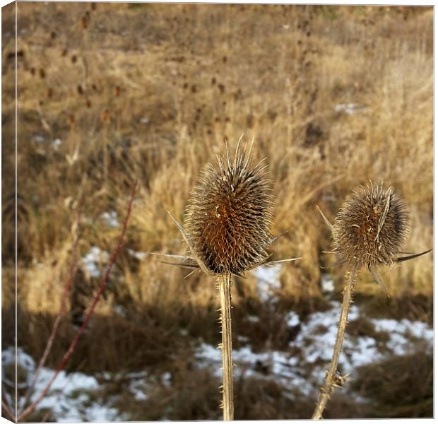  thistles in January Canvas Print by Marinela Feier