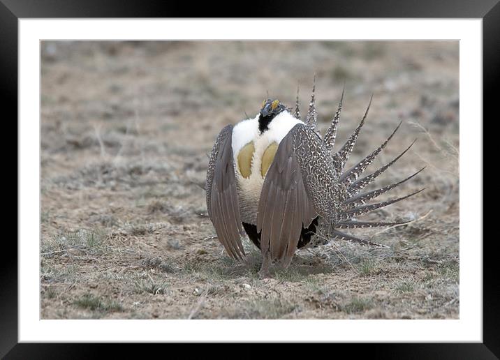 Sage Grouse Framed Mounted Print by Gary Beeler