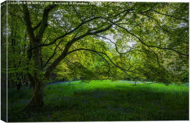  Bluebell Meadow Canvas Print by Ian Mitchell
