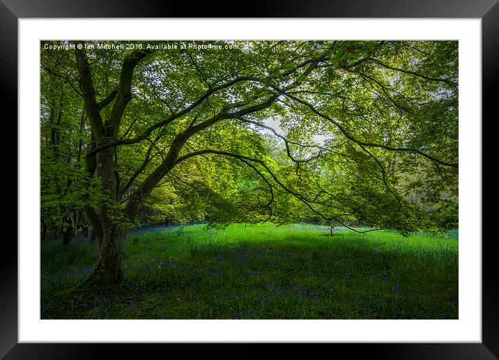  Bluebell Meadow Framed Mounted Print by Ian Mitchell