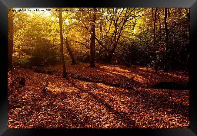  Autumn Sunlight Epping Forest  Framed Print by Diana Mower