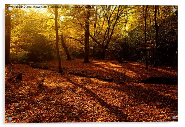  Autumn Sunlight Epping Forest  Acrylic by Diana Mower