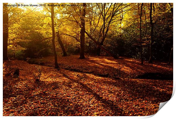  Autumn Sunlight Epping Forest  Print by Diana Mower