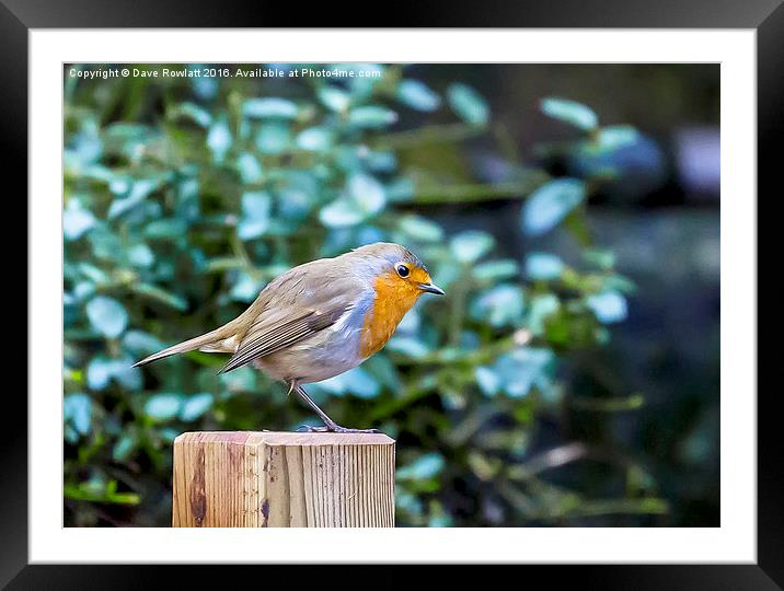  My Garden Friend Framed Mounted Print by Dave Rowlatt