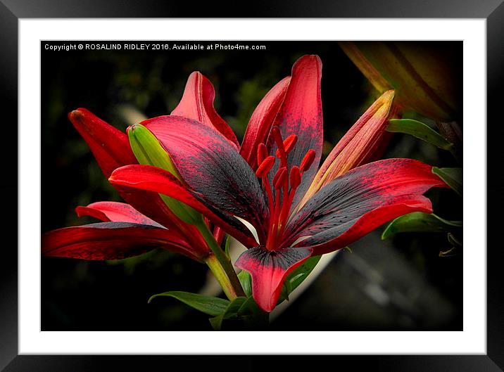  "RED AND BLACK GARDEN LILY" Framed Mounted Print by ROS RIDLEY