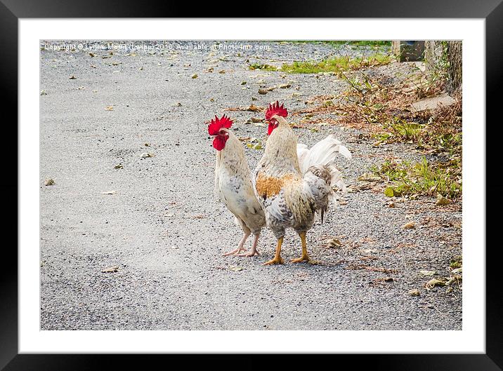  A Couple of Cockerels out for a walk Framed Mounted Print by Lynne Morris (Lswpp)