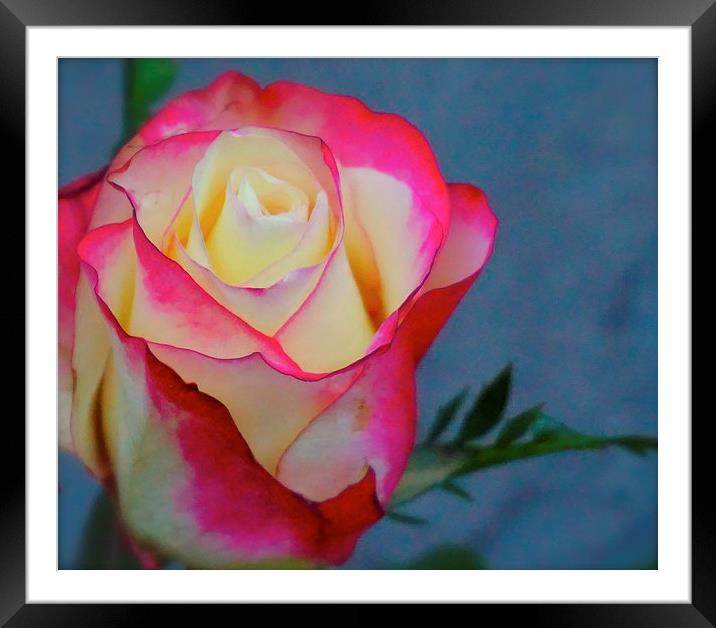  Bright Red and Cream Rose Framed Mounted Print by Sue Bottomley