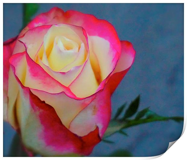  Bright Red and Cream Rose Print by Sue Bottomley