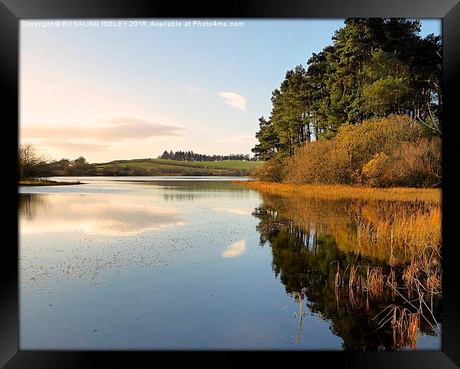 ""AFTERNOON REFLECTIONS ACROSS LOCH LINDEN"  Framed Print by ROS RIDLEY