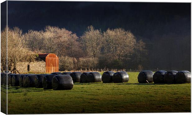  Black hay bales Canvas Print by Leighton Collins