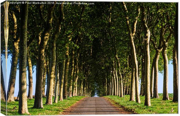 French Tree Lined Country Lane Canvas Print by Paul Warburton