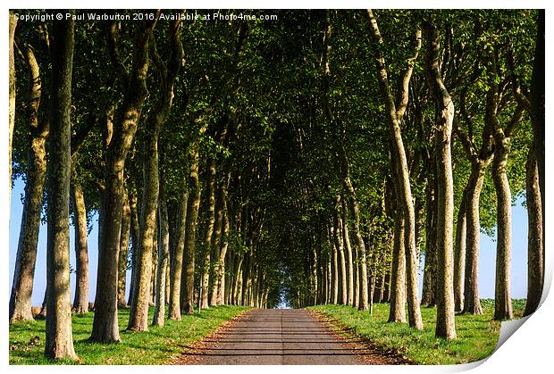 French Tree Lined Country Lane Print by Paul Warburton
