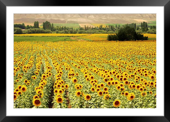 Yellow Fields Framed Mounted Print by Kobby Dagan