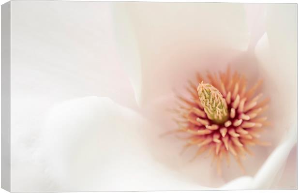  Soft Floral Canvas Print by Andrew Kearton