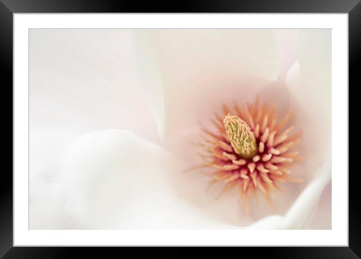  Soft Floral Framed Mounted Print by Andrew Kearton