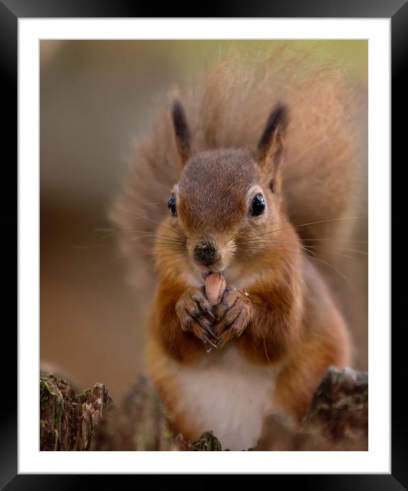 Red Squirrel Portrait Framed Mounted Print by Jennie Franklin