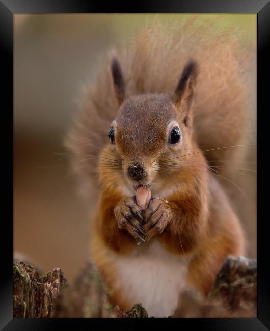 Red Squirrel Portrait Framed Print by Jennie Franklin